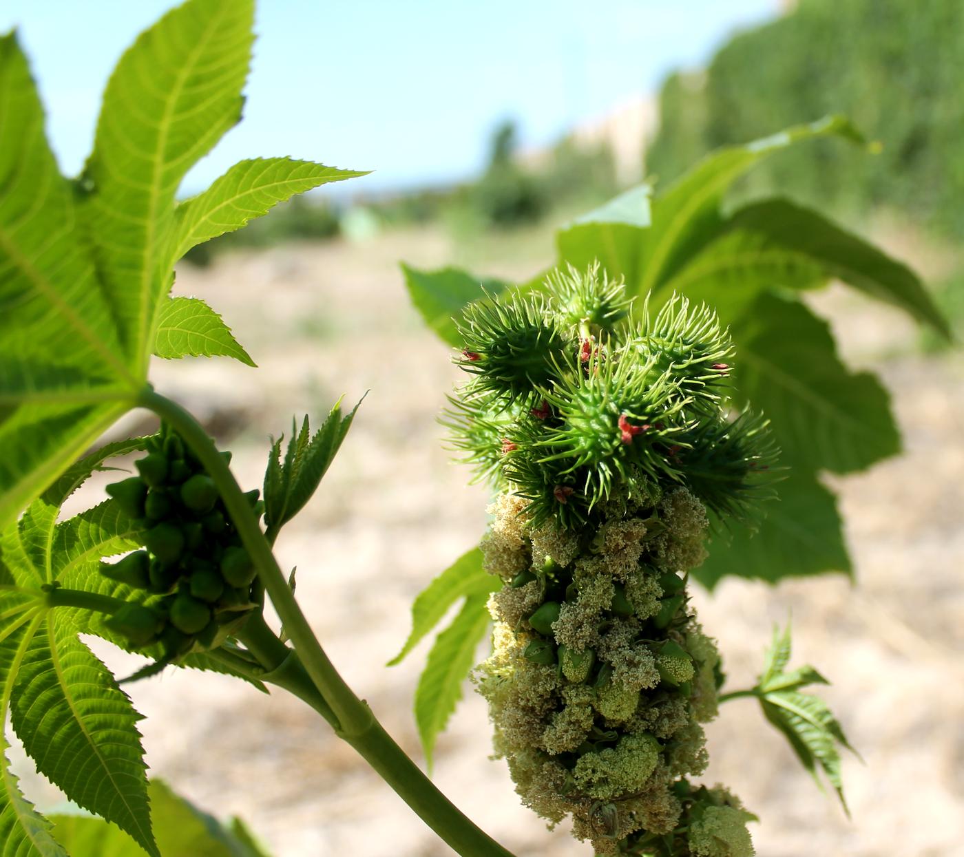 Image of Ricinus communis specimen.