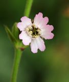 Silene obscura