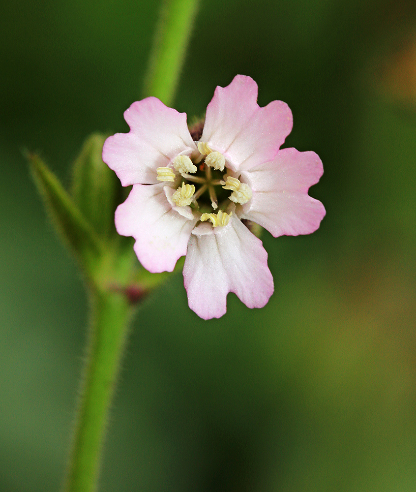 Изображение особи Silene obscura.