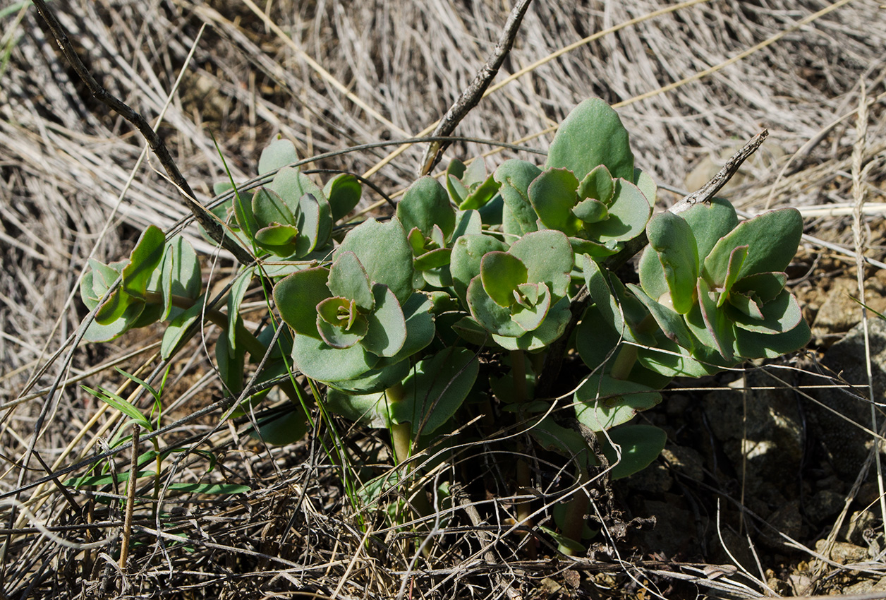 Изображение особи Hylotelephium stepposum.