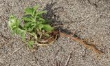 Stachys maritima. Извлечённое из почвы цветущее растение. Абхазия, пос. Цандрыпш, приморская псаммофитная растительная группировка. 09.08.2021.
