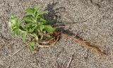 Stachys maritima