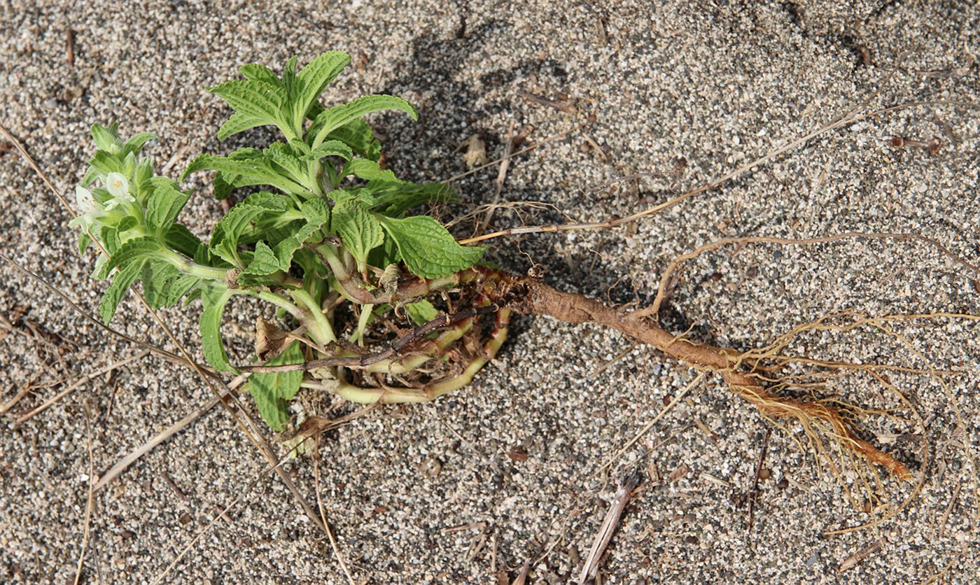 Изображение особи Stachys maritima.