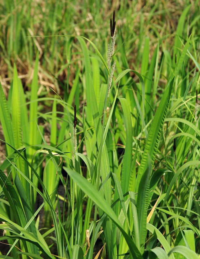 Изображение особи Carex acutiformis.