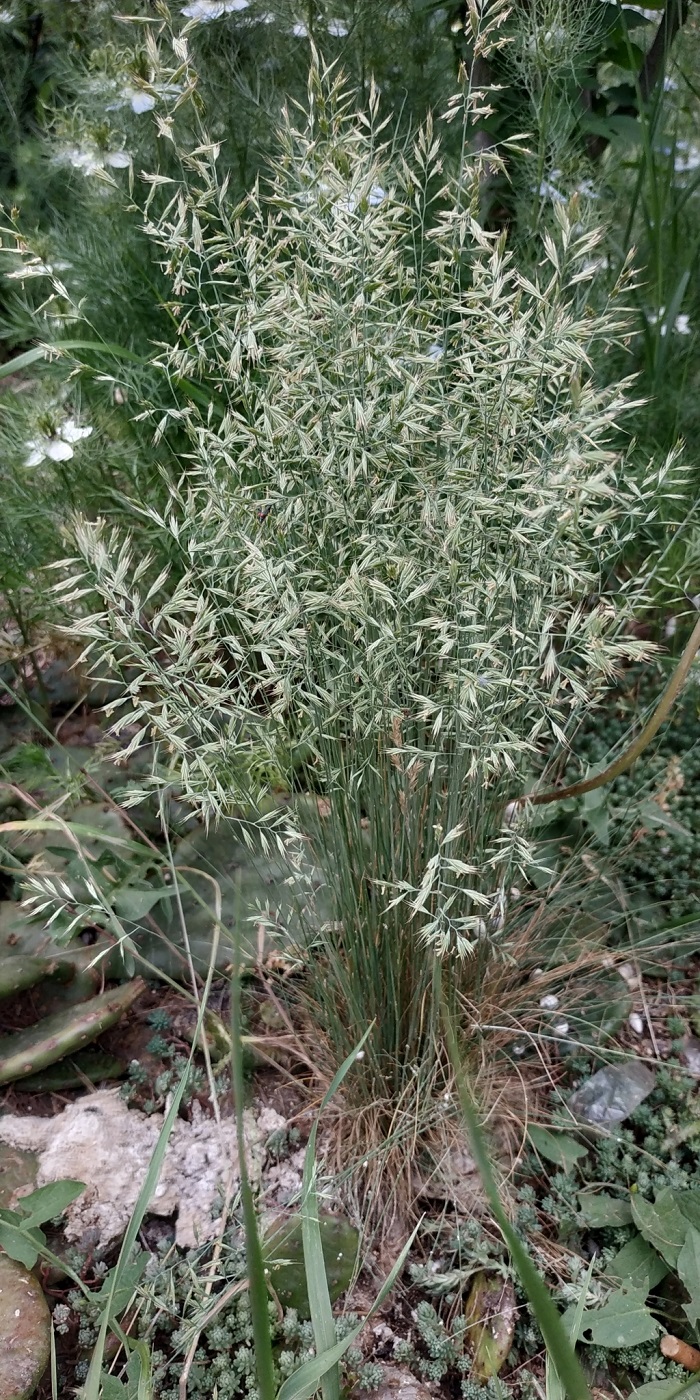 Image of genus Festuca specimen.