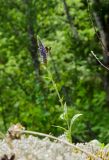 Veronica spicata. Цветущее растение. Свердловская обл., Красноуфимский округ, Усть-Машский сельский совет, окр. дер. Русский Усть-Маш, вершина прибрежного скальника, под соснами во мху. 13 июня 2021 г.