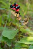 род Paeonia. Вскрывшийся зрелый плод. Краснодарский край, Лазаревский р-н, мкр-н Дагомыс, гора Успенка, лес. 21.07.2021.