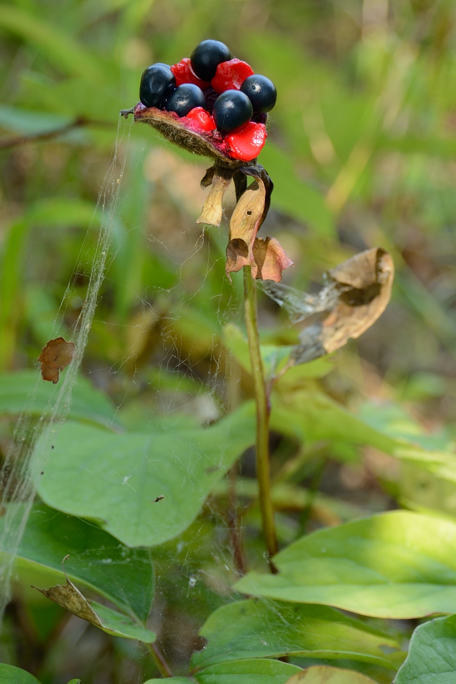 Image of genus Paeonia specimen.