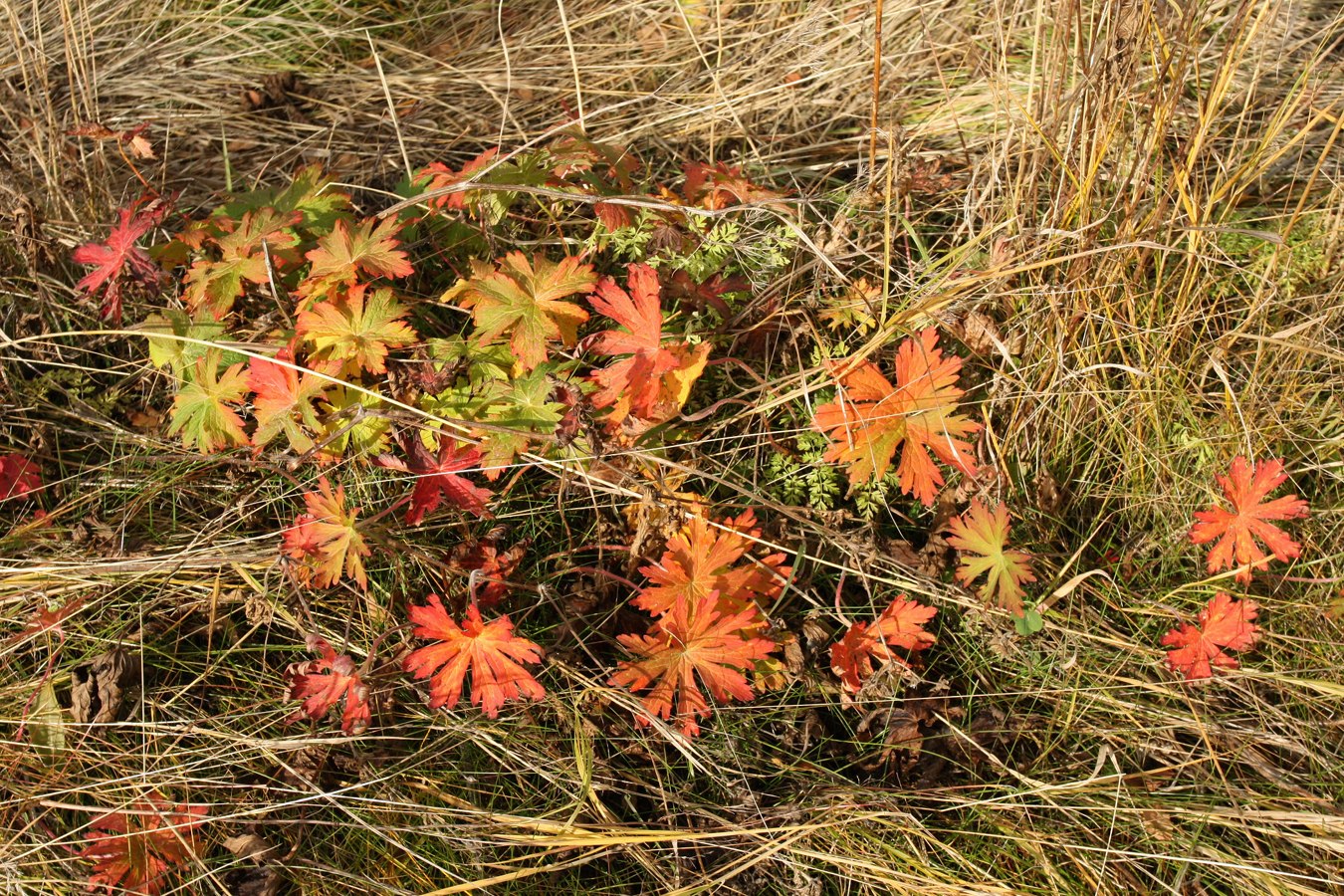 Изображение особи Geranium pratense.