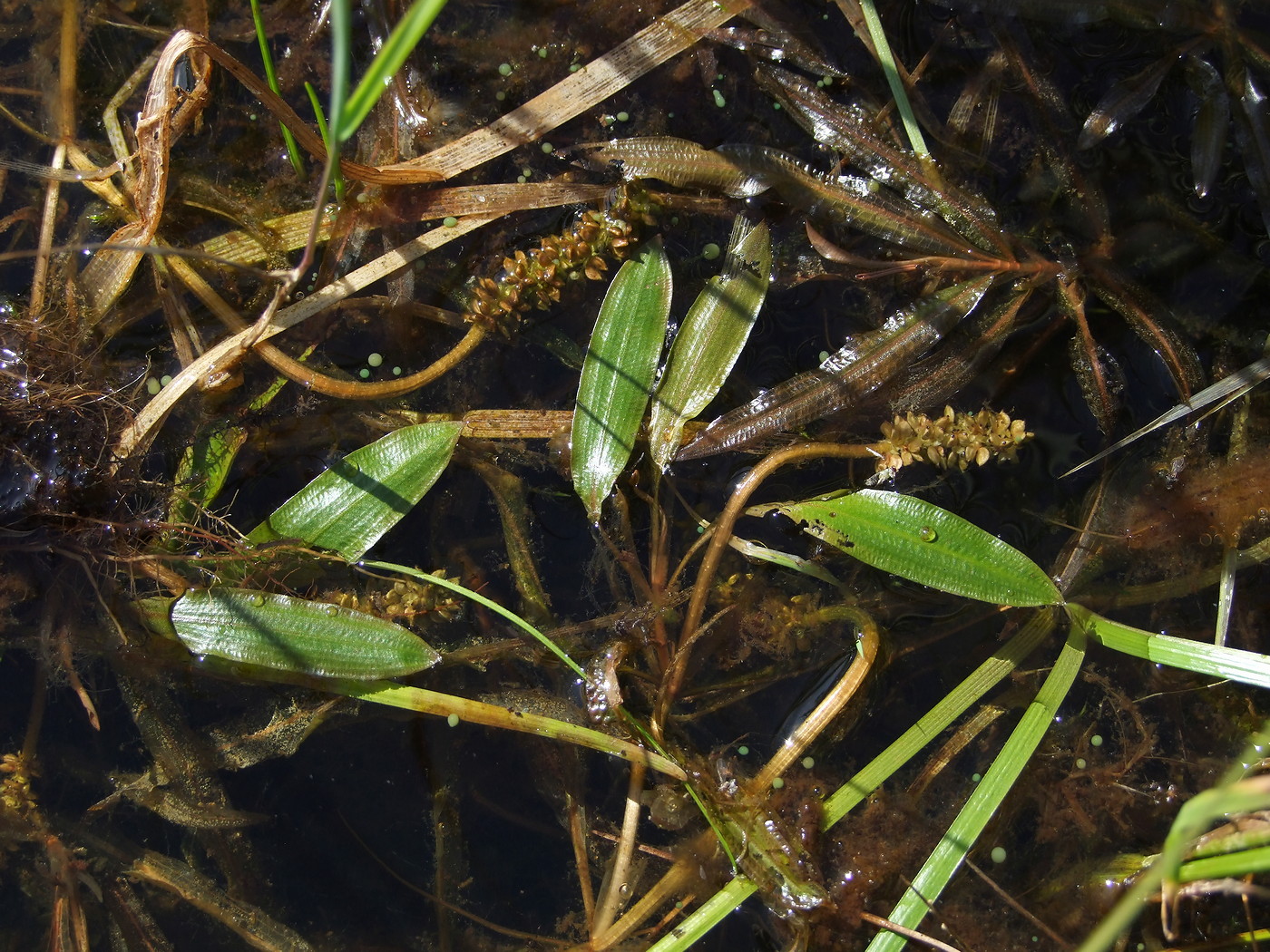 Image of Potamogeton alpinus specimen.
