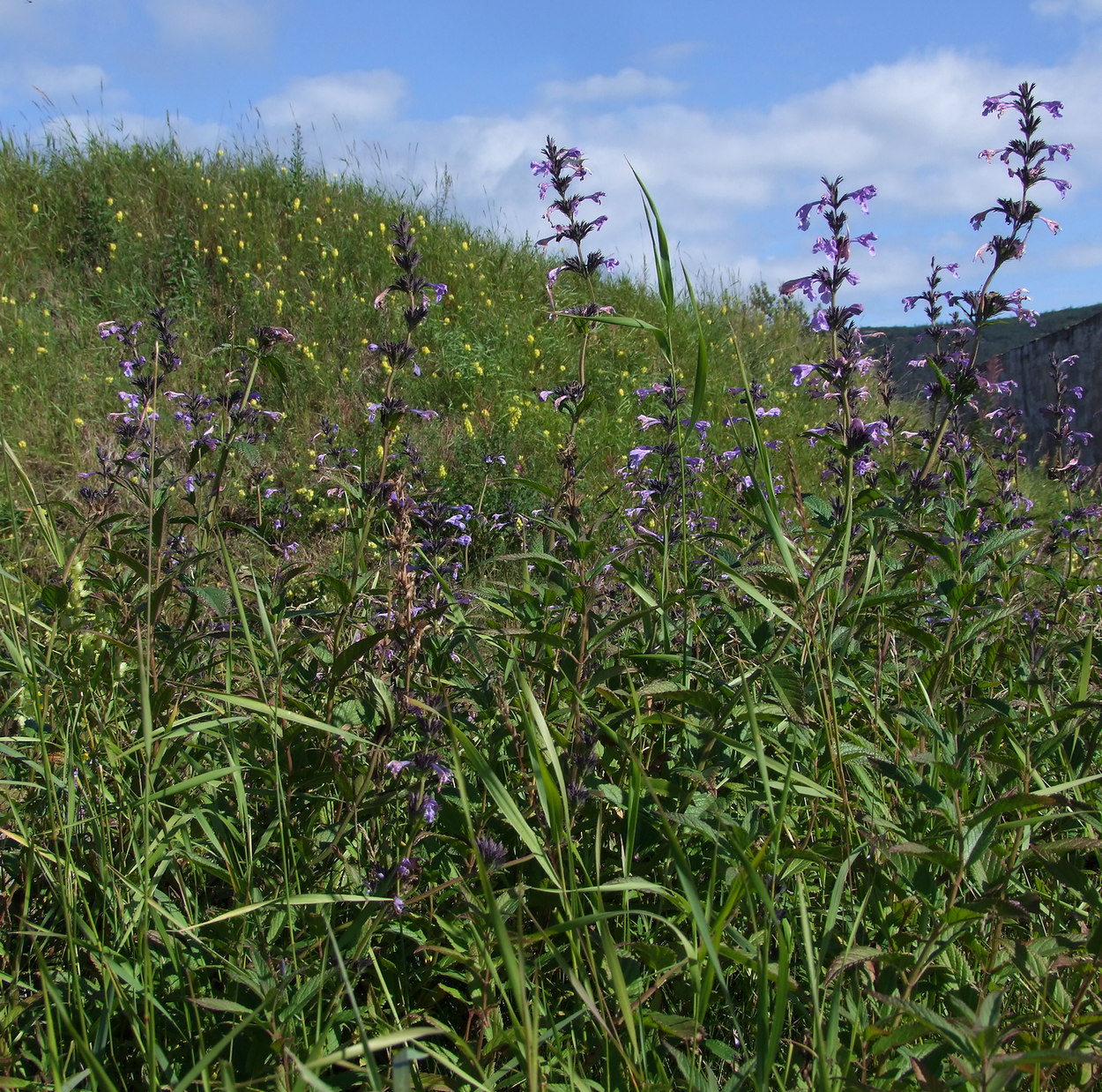 Image of Nepeta sibirica specimen.