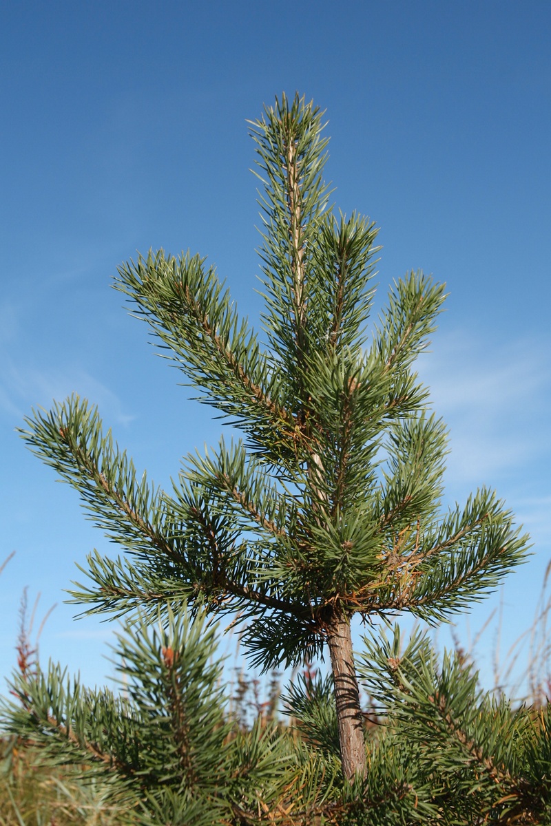 Изображение особи Pinus friesiana.