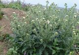 Cirsium echinus. Цветущее растение. Республика Северная Осетия-Алания, Алагирский р-н, Большой Кавказ, Скалистый хребет, южный склон в р-не Ходского перевала, субальпийский пояс, ≈ 2060 м н.у.м., обочина грунтовой дороги. 01.07.2021.