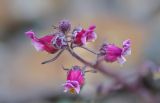 Scrophularia ruprechtii. Цветки и бутоны. Республика Северная Осетия-Алания, Алагирский р-н, Большой Кавказ, Цейский хребет, северный отрог г. Садонхох в р-не пер. Садон Верхний, ≈ 3400 м н.у.м., осыпь. 04.07.2021.