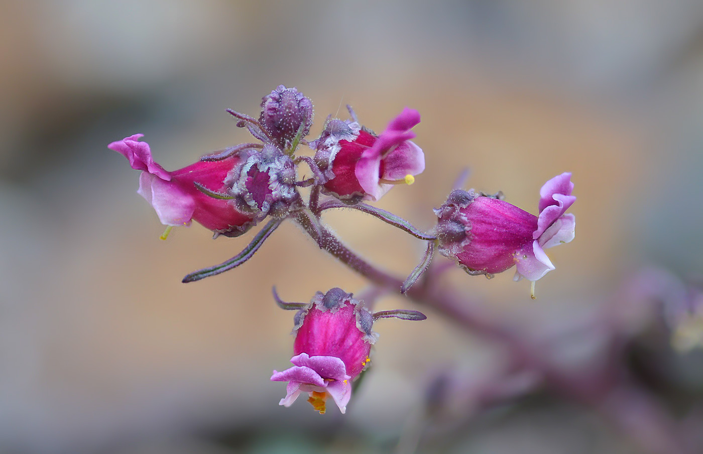 Изображение особи Scrophularia ruprechtii.