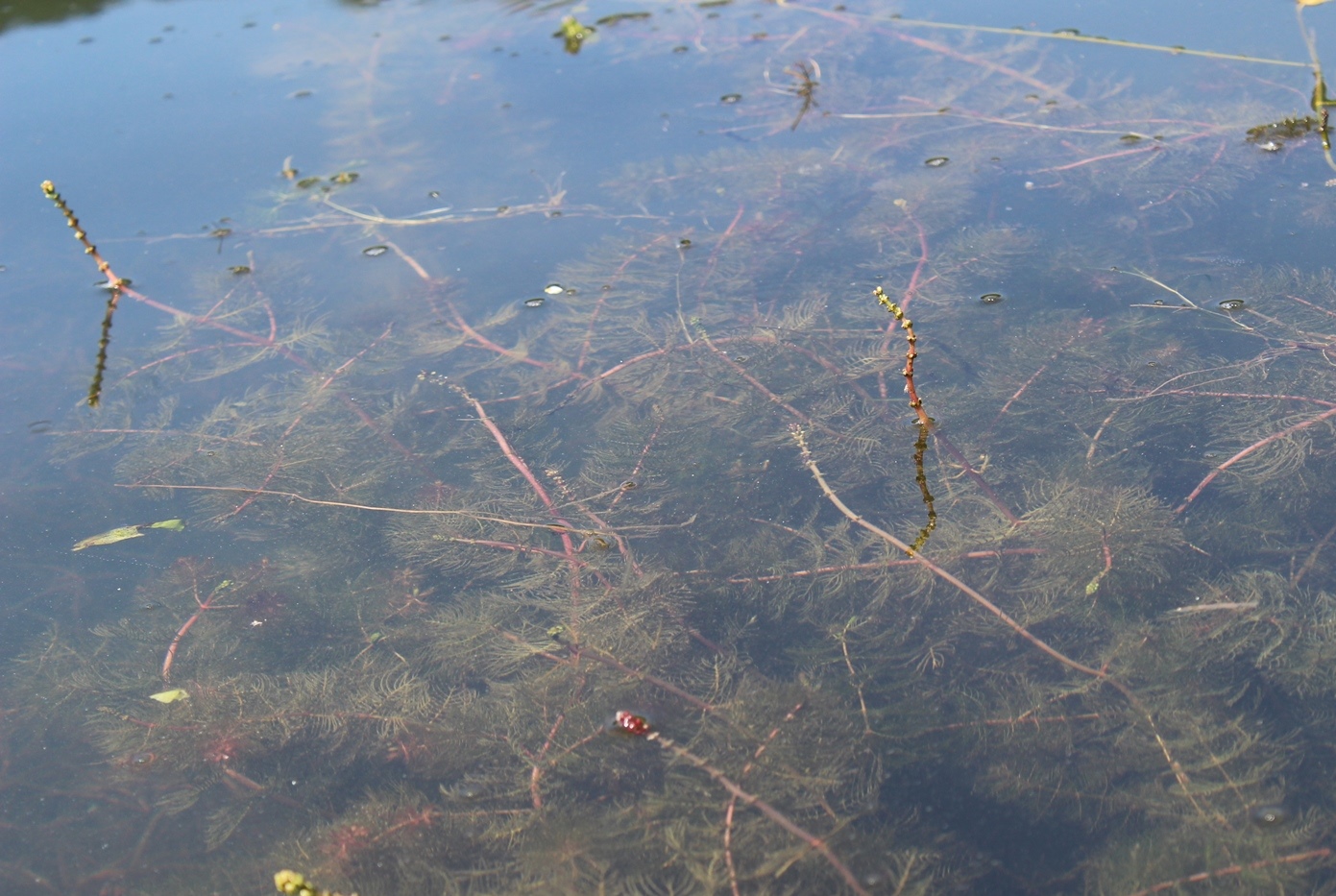 Изображение особи Myriophyllum sibiricum.