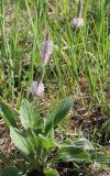 Plantago urvillei