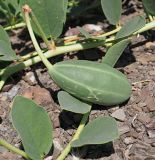 Capparis herbacea. Плод. Республика Крым, Алуштинский р-н, окр. с. Малореченское, береговой склон, обнажение грунта. 31.08.2021.