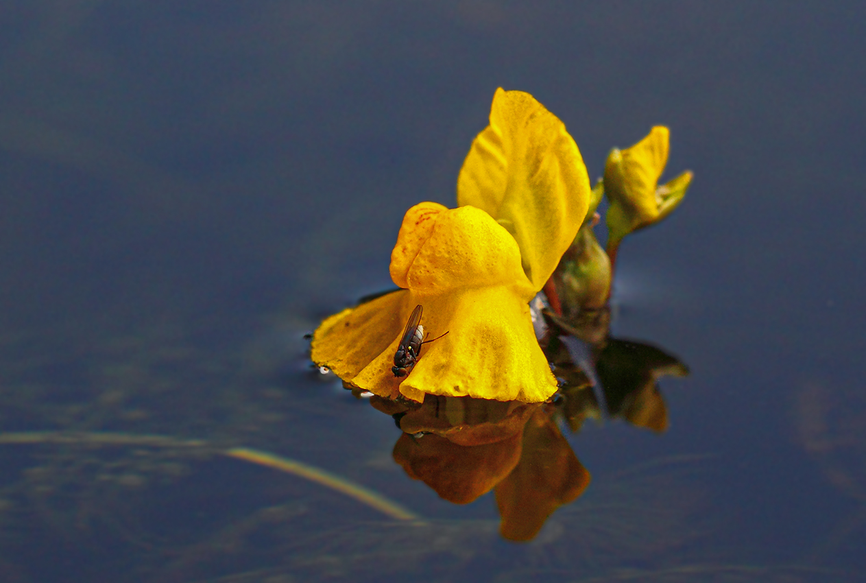 Image of Utricularia australis specimen.