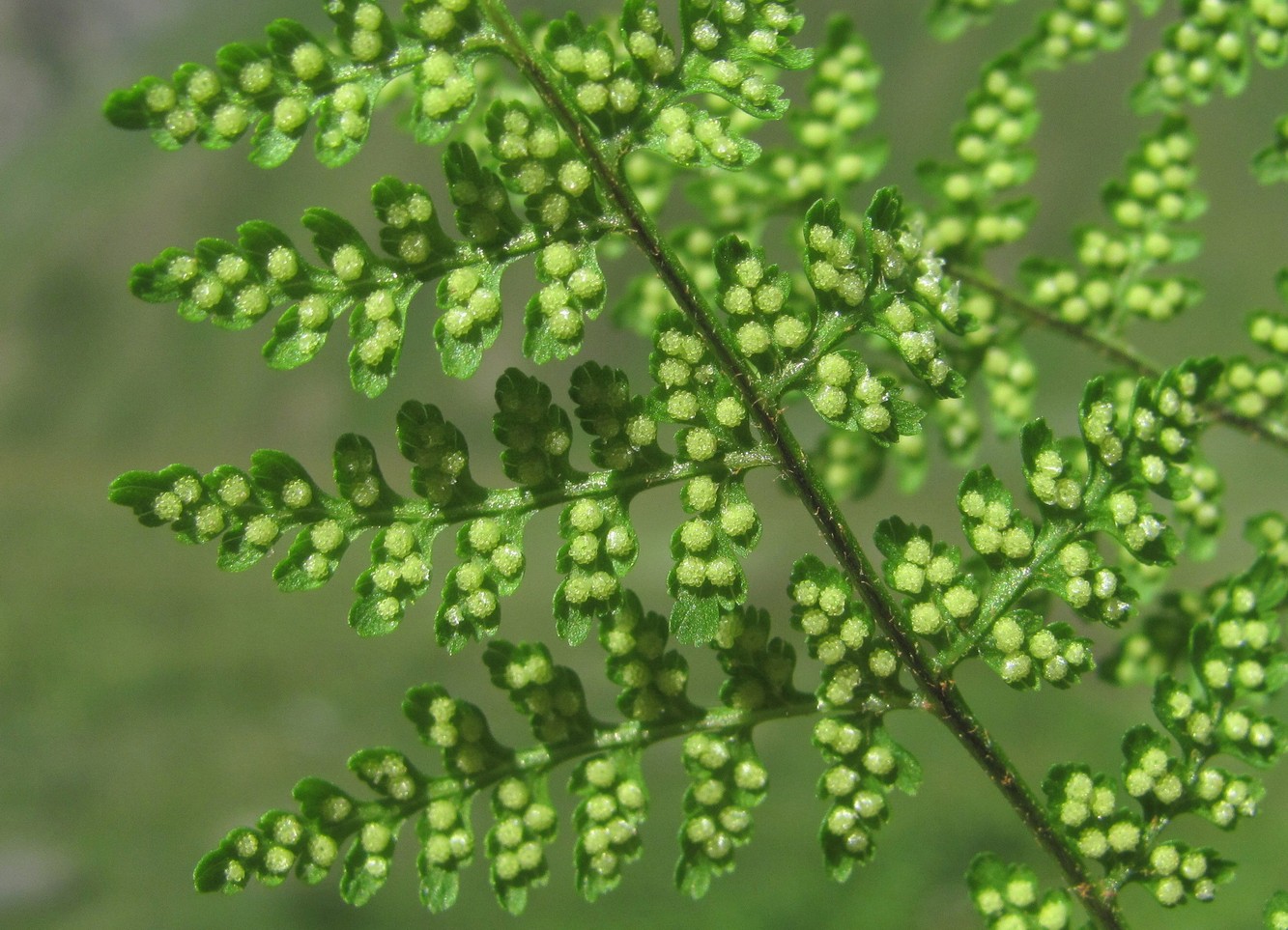 Image of Rhizomatopteris montana specimen.