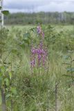 Pedicularis grandiflora