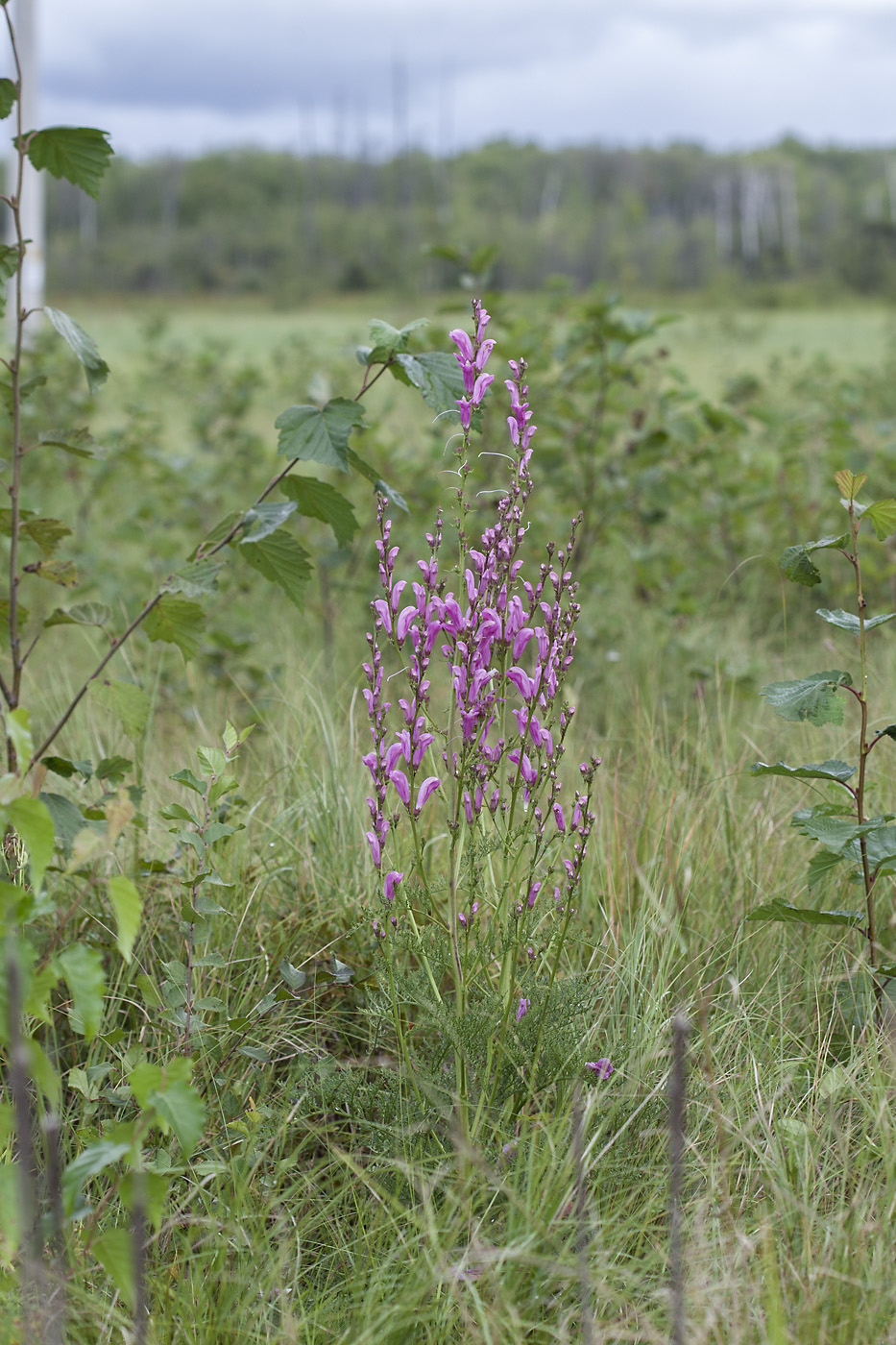 Изображение особи Pedicularis grandiflora.