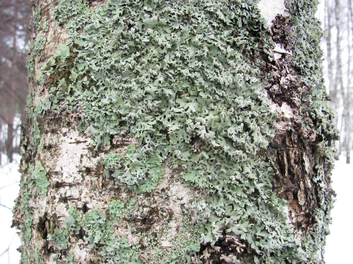 Изображение особи семейство Parmeliaceae.