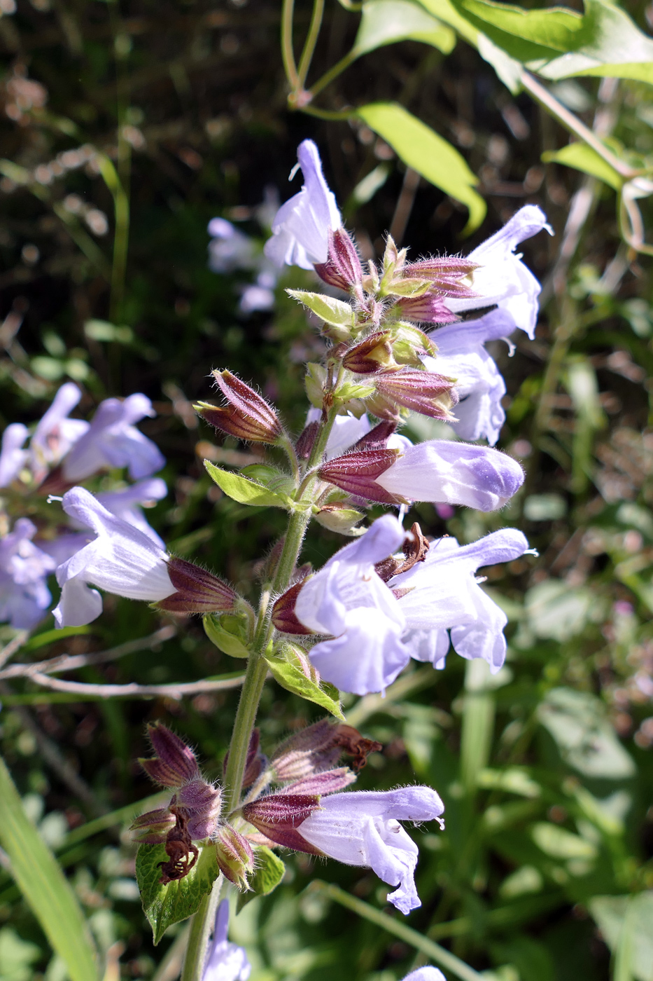 Изображение особи Salvia tomentosa.