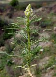 Reseda lutea