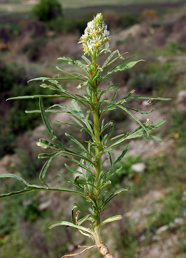 Image of Reseda lutea specimen.