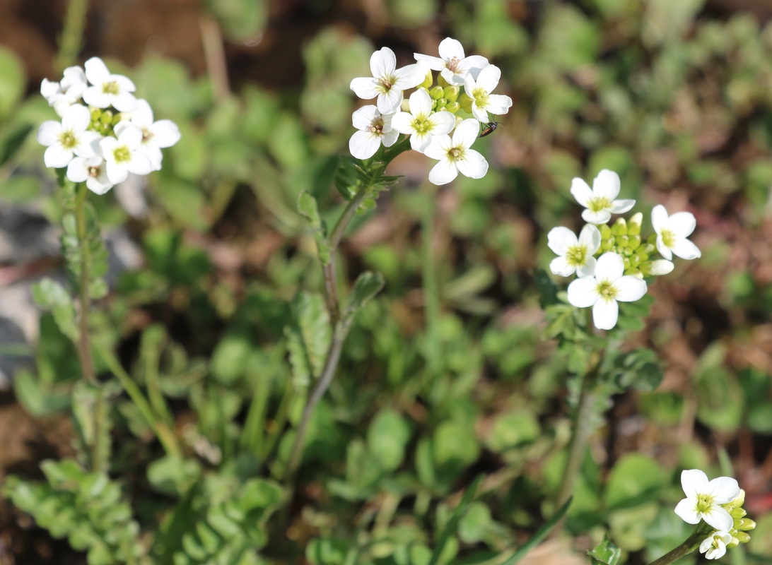 Image of Cardamine uliginosa specimen.