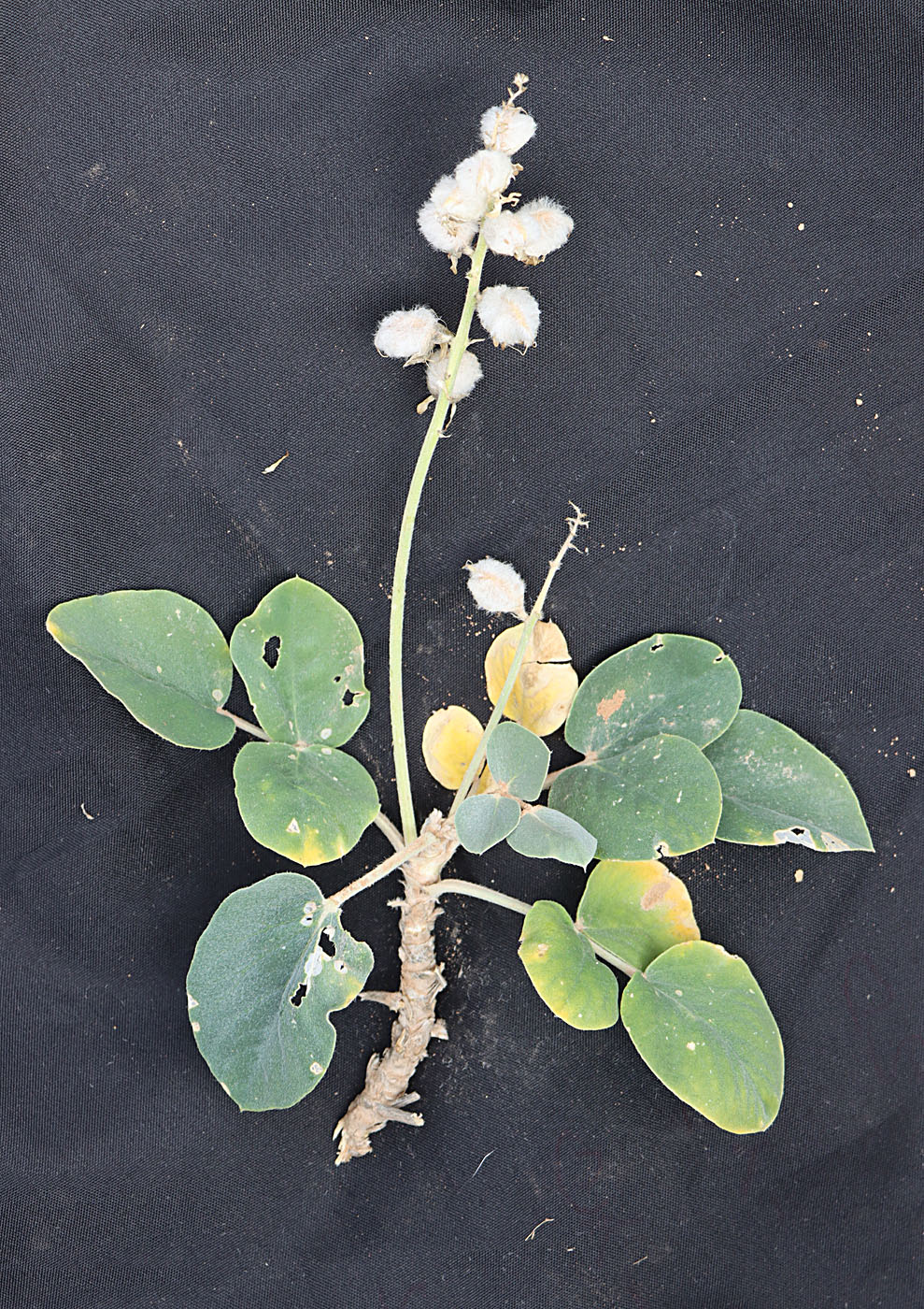 Изображение особи Astragalus bucharicus.