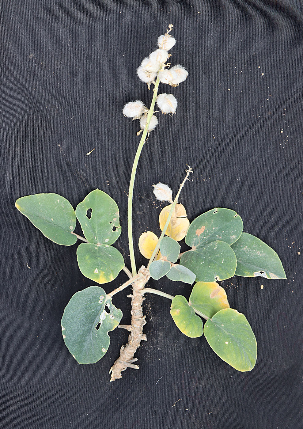 Image of Astragalus bucharicus specimen.