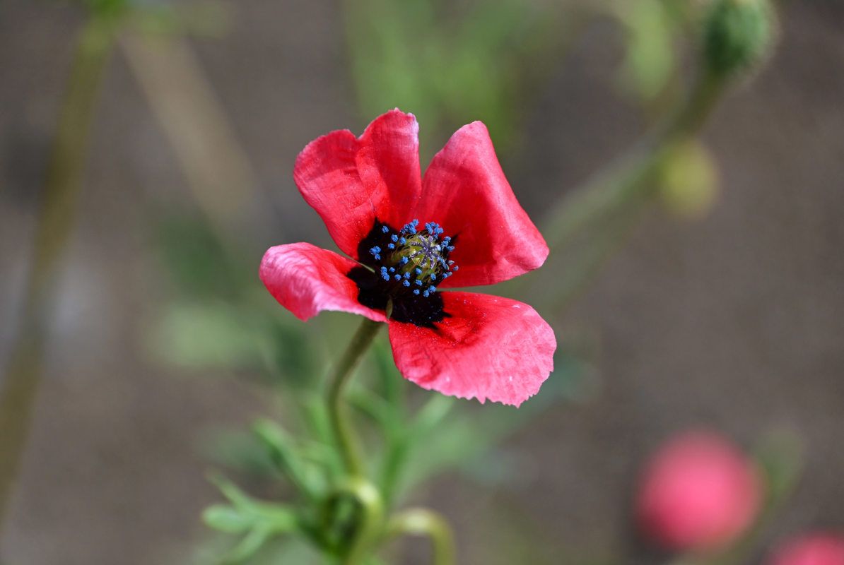 Image of Papaver hybridum specimen.