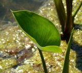 Calla palustris