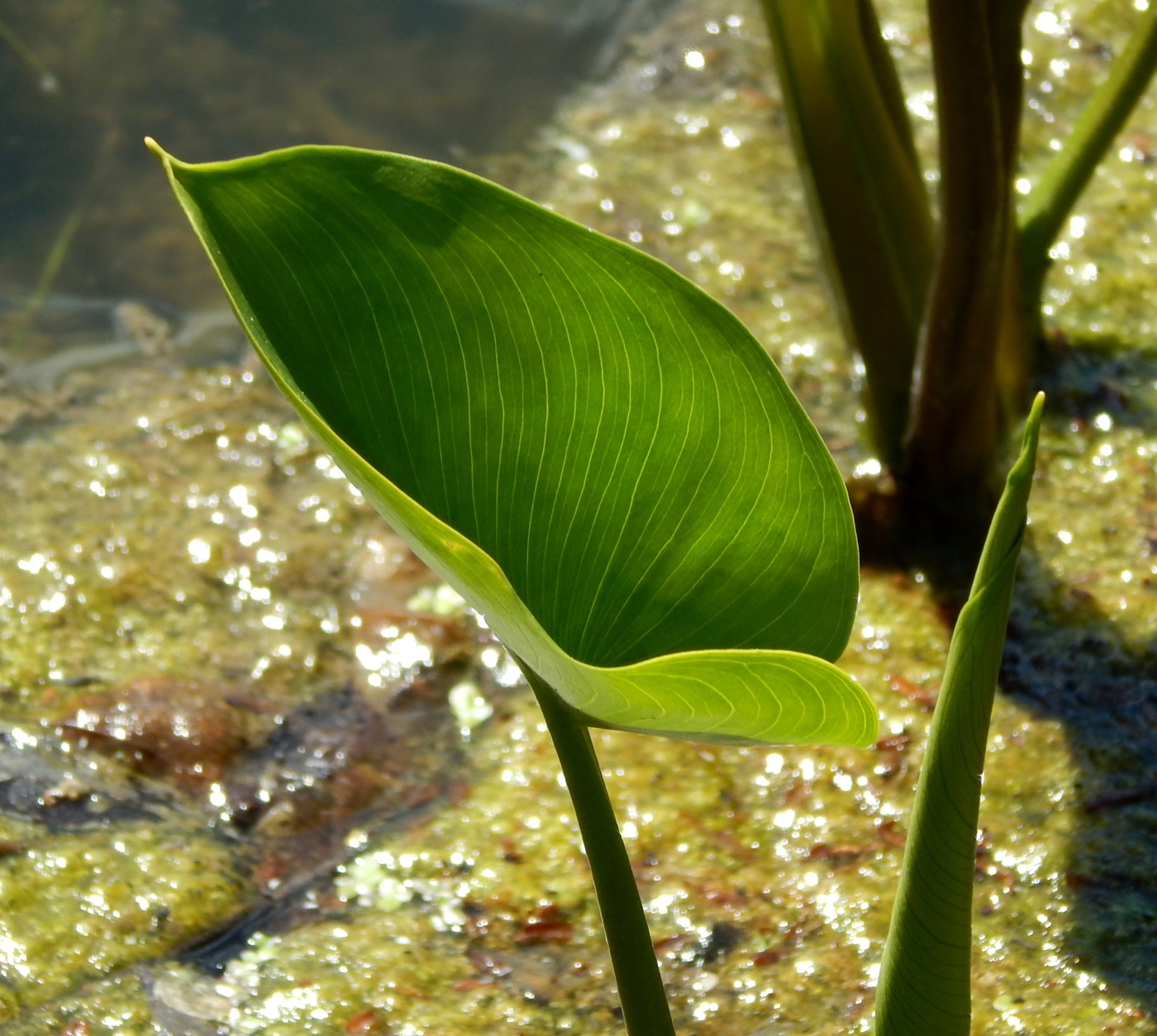 Изображение особи Calla palustris.