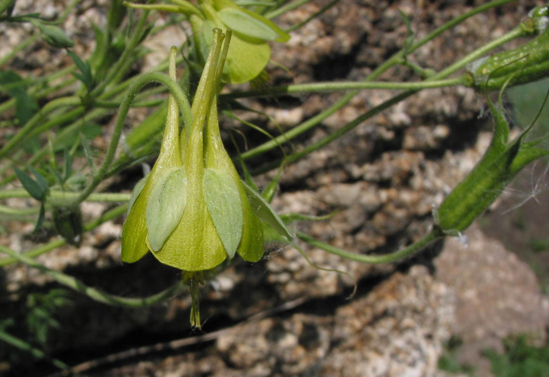 Image of Aquilegia viridiflora specimen.