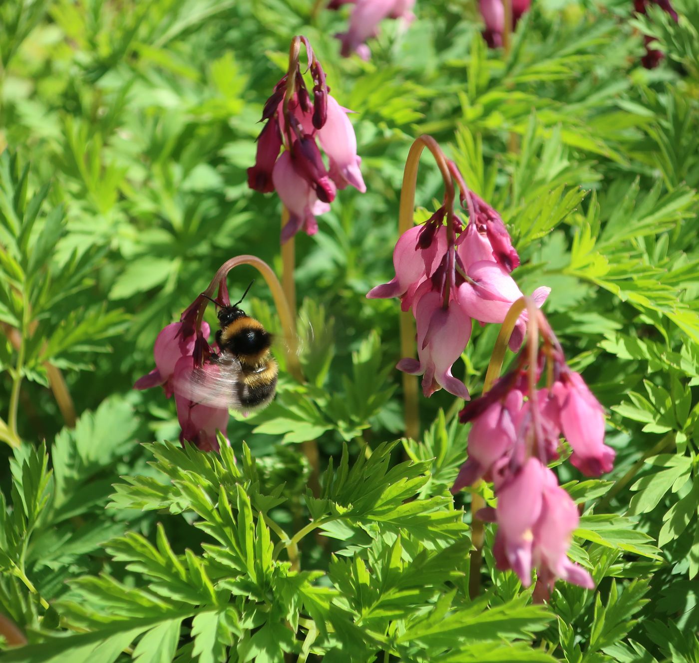 Изображение особи Dicentra formosa.