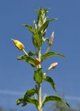 Oenothera depressa. Верхушка побега с бутонами и завязями. Марий Эл, Звениговский р-н, Кокшайск, у кустарниковых зарослей. 09.08.2022.