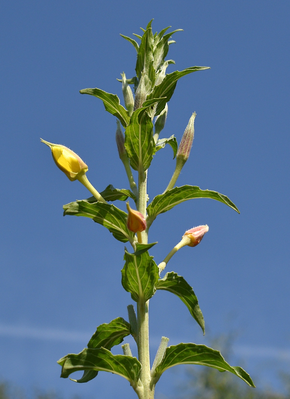 Изображение особи Oenothera depressa.