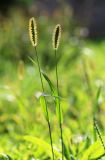 Setaria pumila