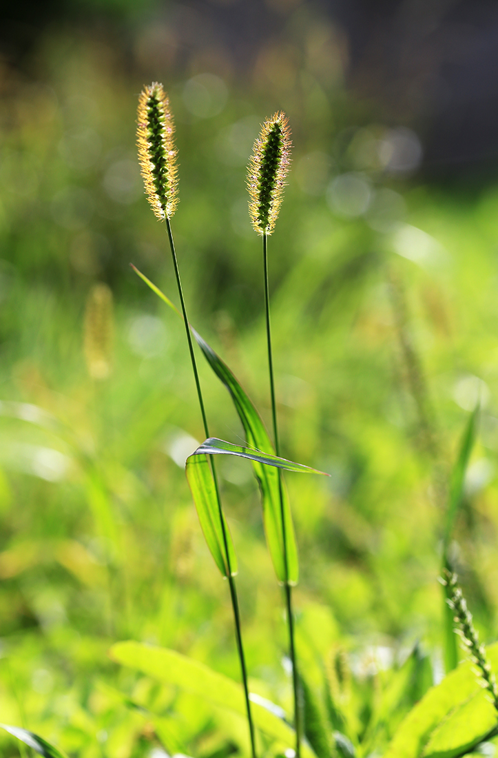 Image of Setaria pumila specimen.