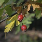 Crataegus monogyna