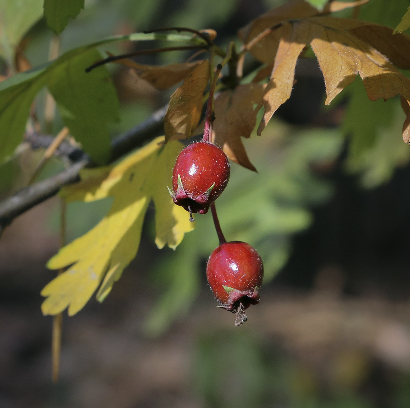 Image of Crataegus monogyna specimen.