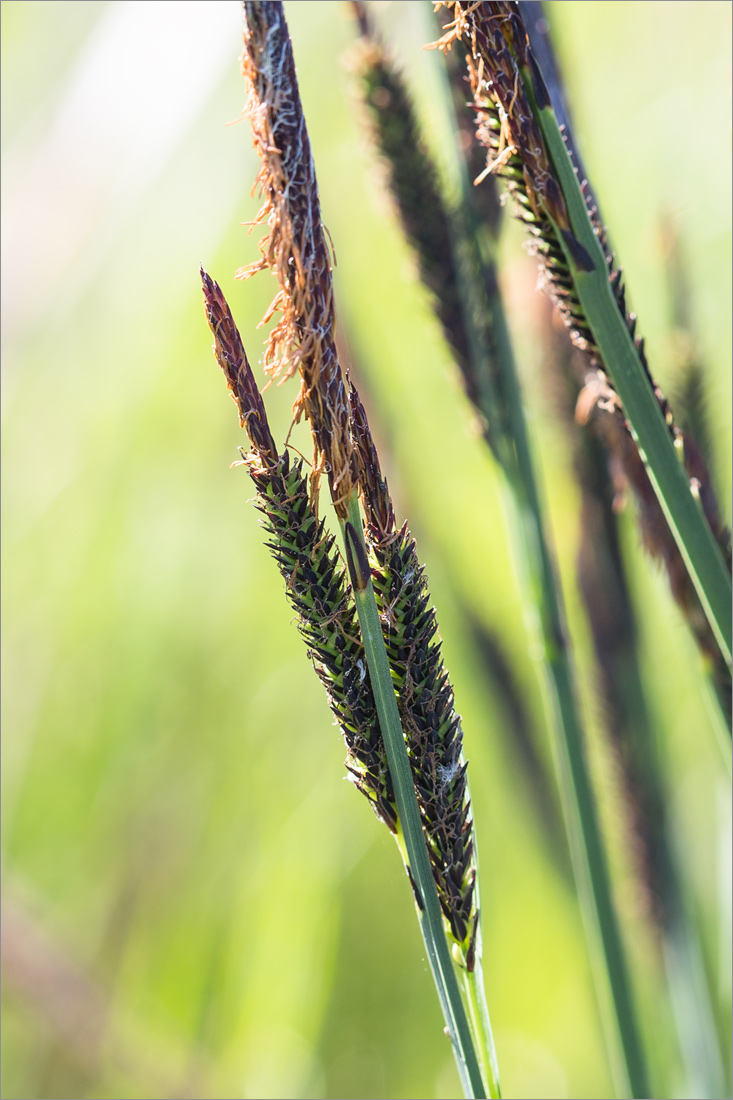 Изображение особи Carex cespitosa.