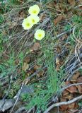 Papaver nudicaule подвид gracile. Цветущее растение. Южная Якутия, берег р. Алдан ~ в 3 км выше впадения р. Тимптон. 19.06.2008.