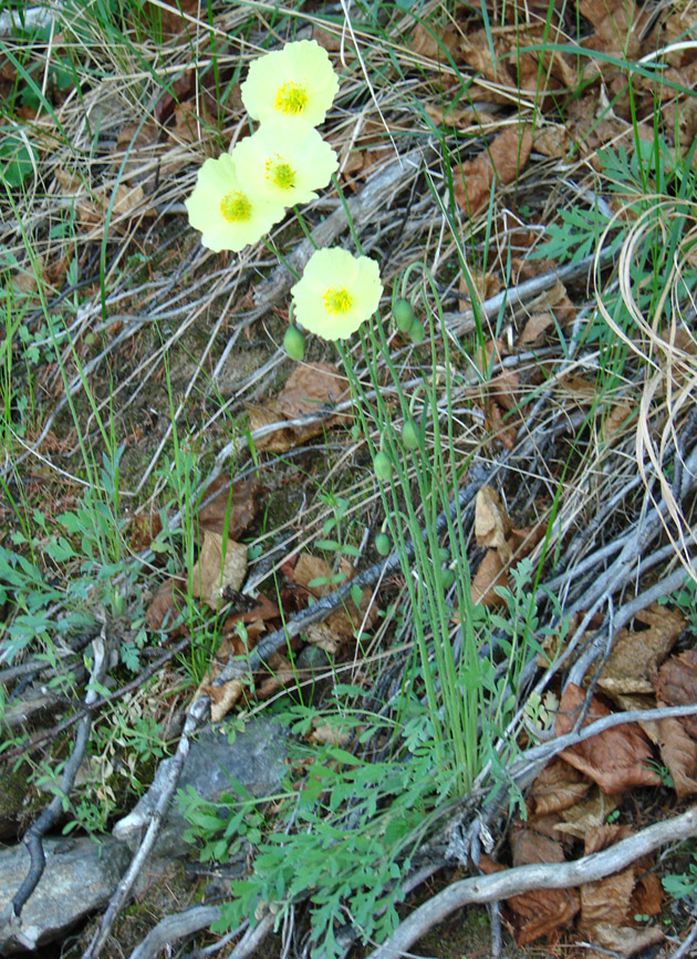 Image of Papaver nudicaule ssp. gracile specimen.