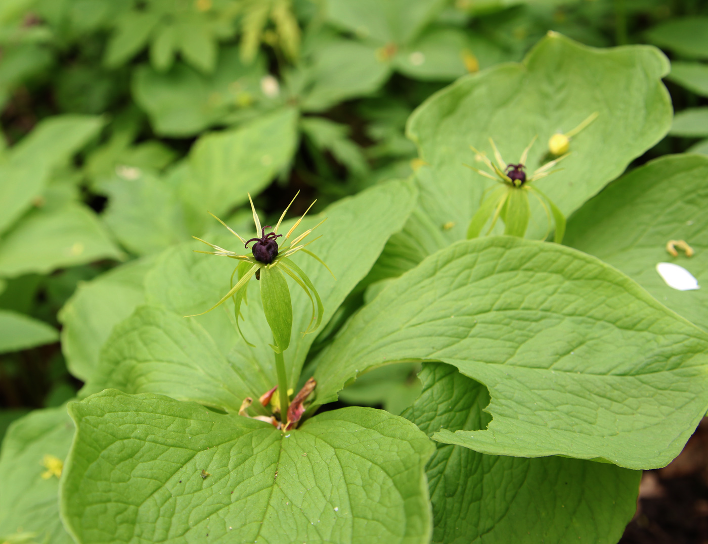 Изображение особи Paris quadrifolia.