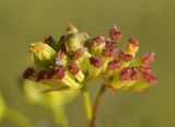 Bupleurum komarovianum. Соплодие. Приморский край, Уссурийский гор. округ, окр. с. Монакино, небольшая сопка, поляна в широколиственном лесу. 03.09.2022.