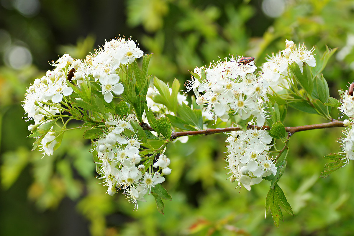 Изображение особи род Crataegus.